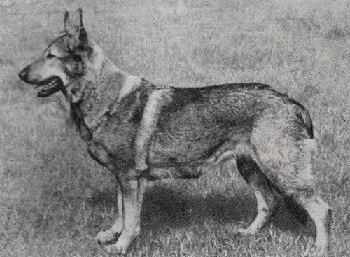 German Shepherd