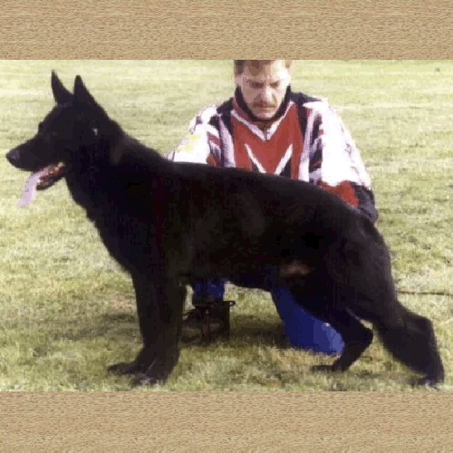 German Shepherd