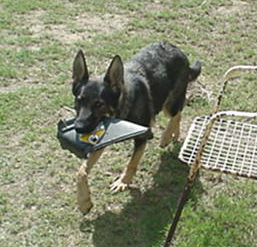 German Shepherd