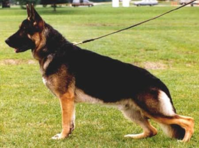 German Shepherd