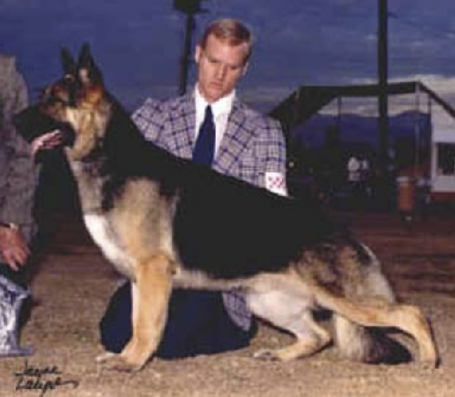 German Shepherd
