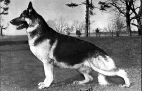 German Shepherd