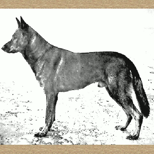 German Shepherd