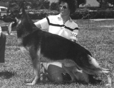 German Shepherd