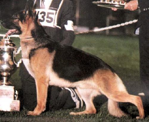 German Shepherd
