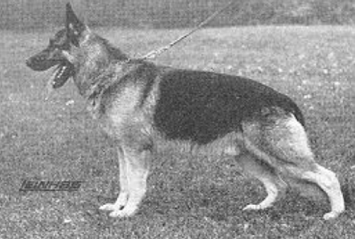 German Shepherd