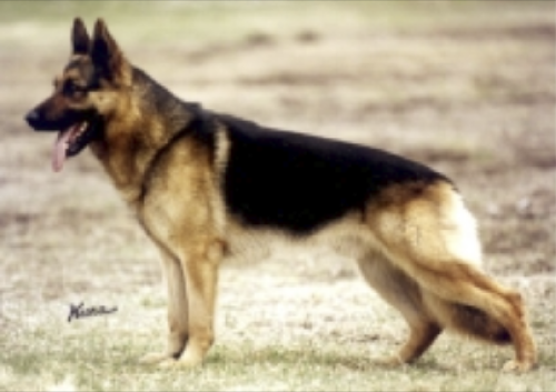 German Shepherd