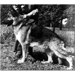 German Shepherd
