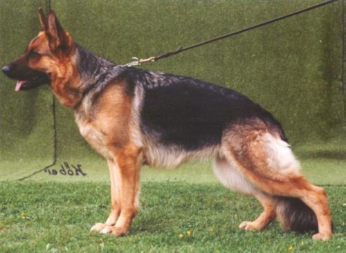 German Shepherd