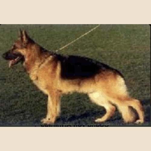 German Shepherd
