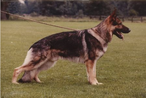 German Shepherd