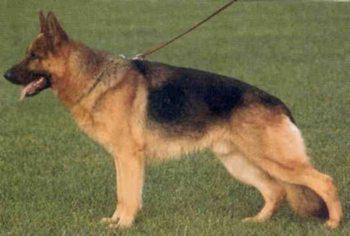 German Shepherd