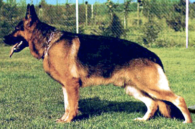 German Shepherd