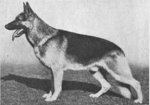 German Shepherd