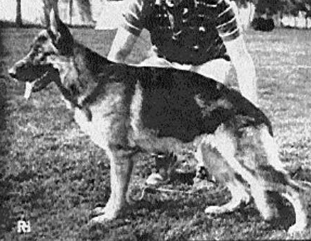 German Shepherd