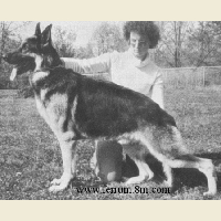 German Shepherd