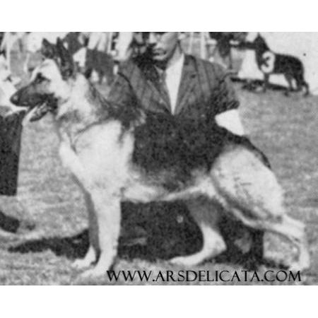 German Shepherd
