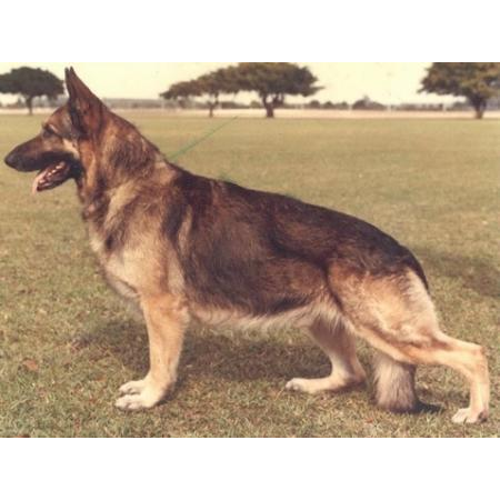 German Shepherd