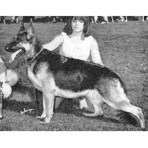 German Shepherd