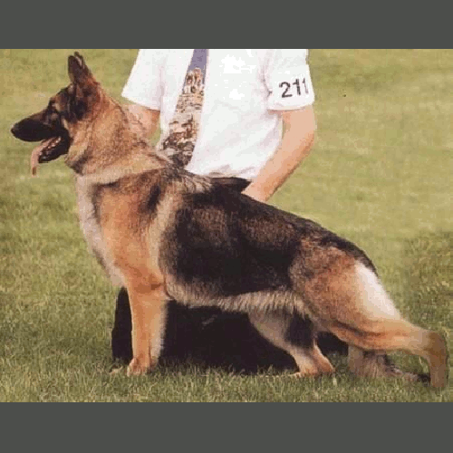 German Shepherd