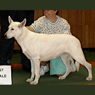 German Shepherd
