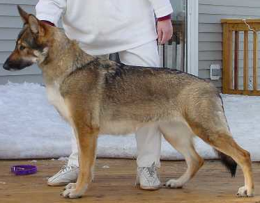 German Shepherd