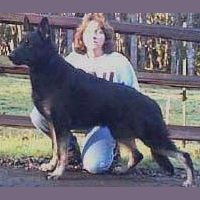 German Shepherd