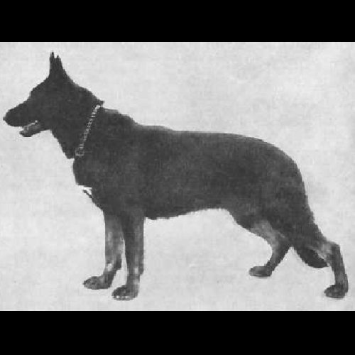 German Shepherd