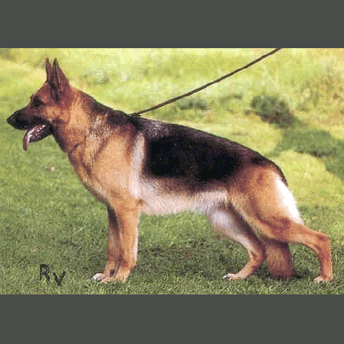 German Shepherd
