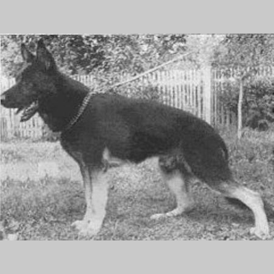 German Shepherd