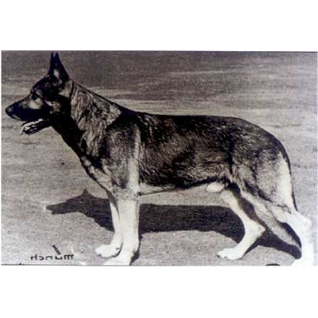 German Shepherd