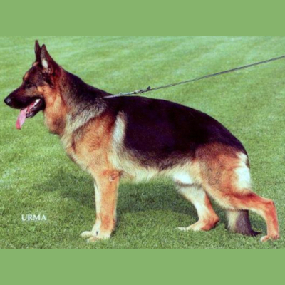 German Shepherd