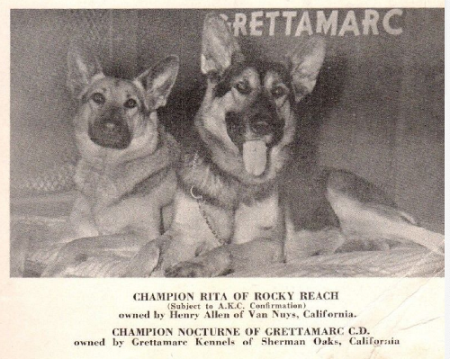 German Shepherd