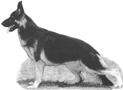 German Shepherd
