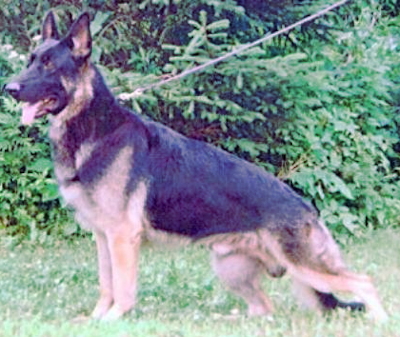 German Shepherd