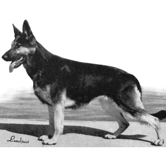 German Shepherd