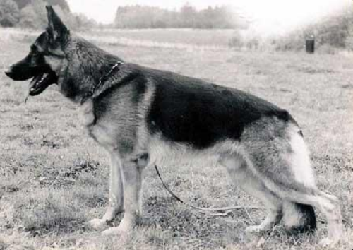 German Shepherd