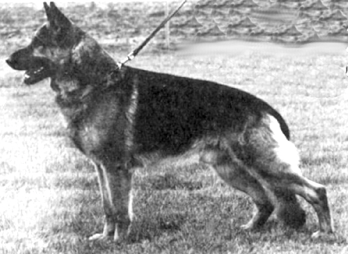 German Shepherd