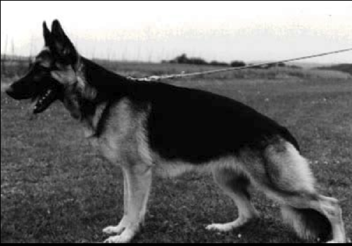 German Shepherd