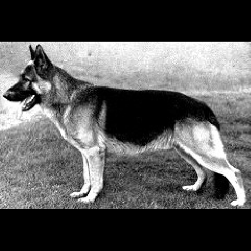 German Shepherd