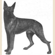 German Shepherd