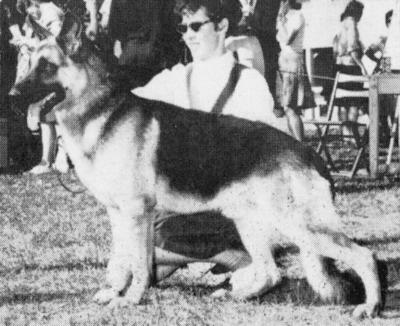 German Shepherd