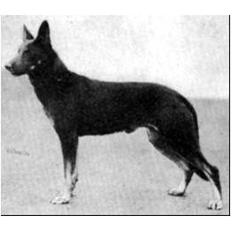 German Shepherd