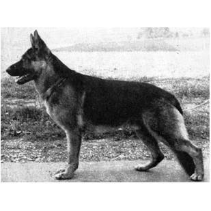 German Shepherd