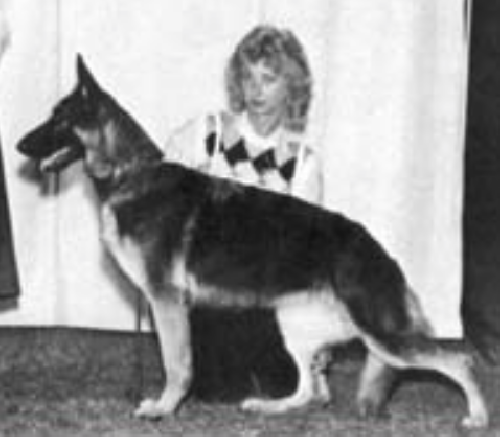 German Shepherd