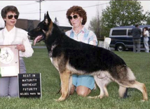 German Shepherd