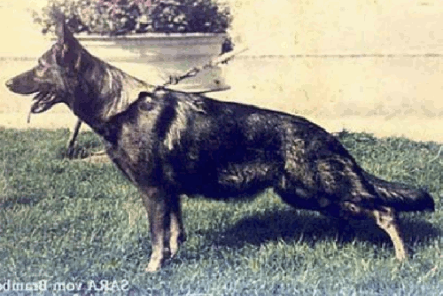 German Shepherd