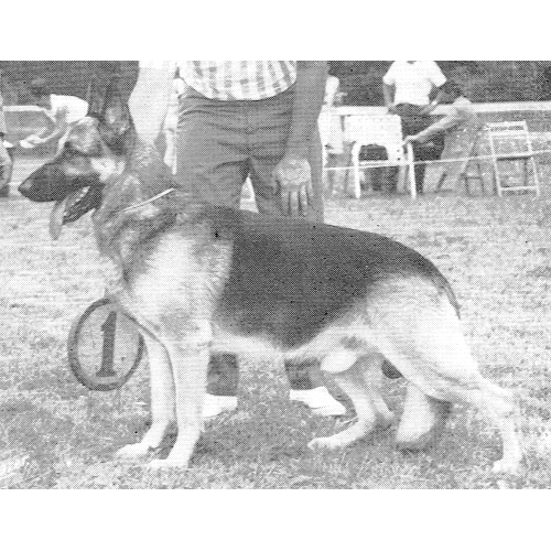 German Shepherd