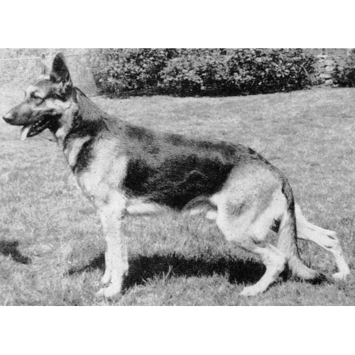 German Shepherd