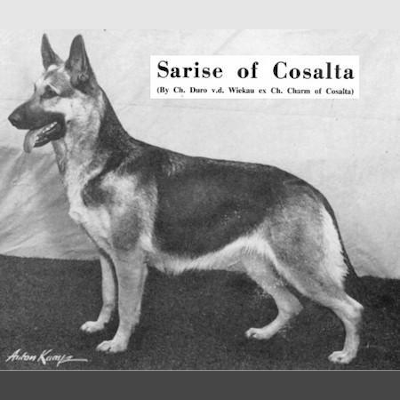German Shepherd